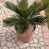 cycas cicas revoluta