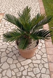 cycas cicas revoluta