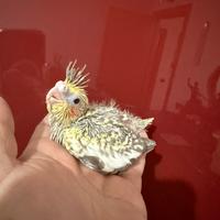 Pappagalli Calopsite