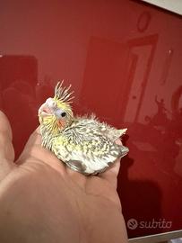 Pappagalli Calopsite