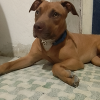 Chiocciole Pitbull Red nose