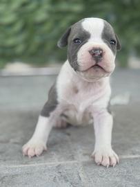 Pitbull blue nouse