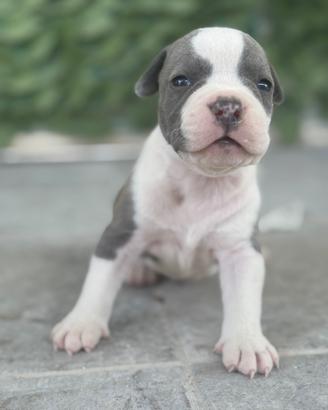 Pitbull blue nouse