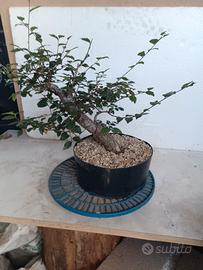 olmo prebonsai