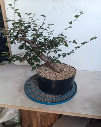 olmo prebonsai