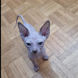 Sphynx maschio di 4 mesi