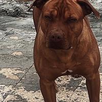 American pitbull terrier