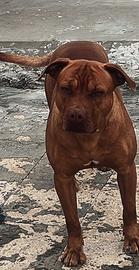 American pitbull terrier