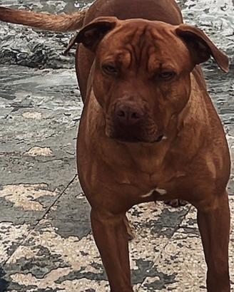 American pitbull terrier
