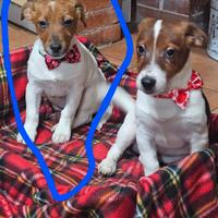 Jack russell vaccini completi