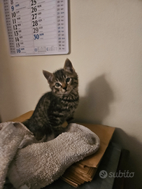 Maschio incrocio norvegese 2 mesi