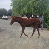 Puledra madre appendix padre paint