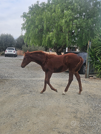 Puledra madre appendix padre paint