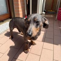 Cuccioli bassotti