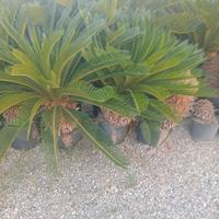 Piante