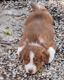 Cuccioli di Australian Shepherd