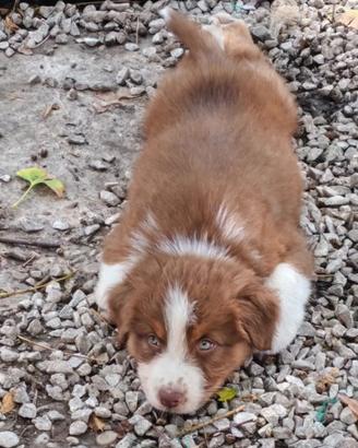 Cuccioli di Australian Shepherd