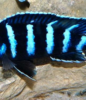 Pseudotropheus Demasoni Pombo Rocks
