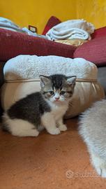 Colori introvabili British shorthair con pedigree