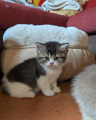 Colori introvabili British shorthair con pedigree