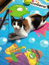 Trilly gattina 6 mesi