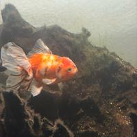 Pesce Oranda Fantail