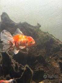 Pesce Oranda Fantail