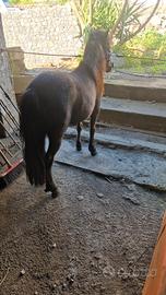 Mini pony