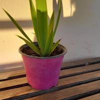 pianta senza sotto vaso  2 euro  