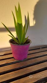 pianta senza sotto vaso  2 euro  