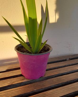 pianta senza sotto vaso  2 euro  