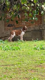 Cuccioli BRACCO ITALIANO