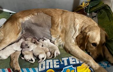 Cuccioli Golden Retriever