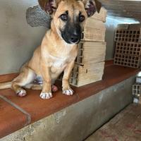Cucciolo mix pastore belga-malinois di 3 mesi