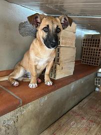 Cucciolo mix pastore belga-malinois di 3 mesi