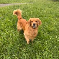 Golden retriever femmina per cuccioli