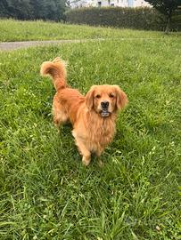 Golden retriever femmina per cuccioli
