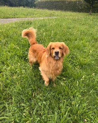 Golden retriever femmina per cuccioli