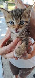 Gattini
