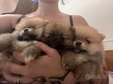 Cuccioli di Pomerania