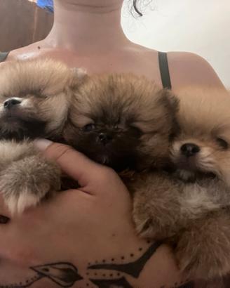 Cuccioli di Pomerania