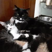 Gattino di circa 3 mesi