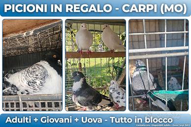 Piccioni 