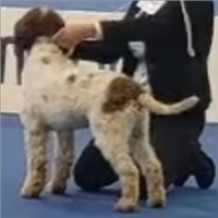 Lagotto