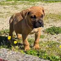 Bruto - Cane Corso Fulvo Pedigree