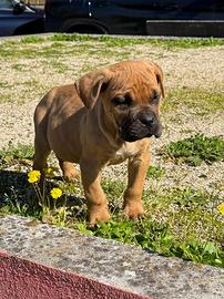 Bruto - Cane Corso Fulvo Pedigree