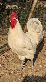 Pulcini pollastre galli e galline Bress