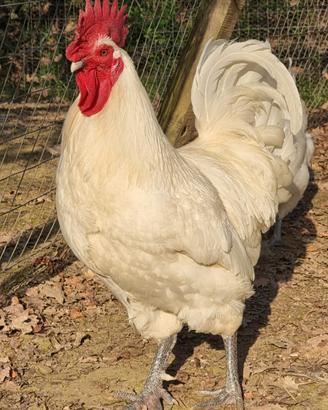 Pulcini pollastre galli e galline Bress