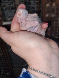 Ultimo pullo di calopsite