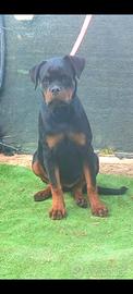 Cucciolona rottweiler pedigree